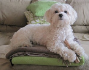 Dog Grooming for Darby
