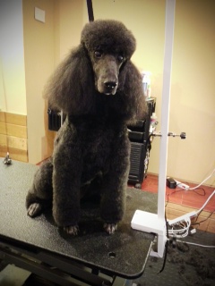 Pepper is a Standard Poodle.